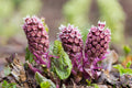 Petasites Hybridus - MP089A Packs
