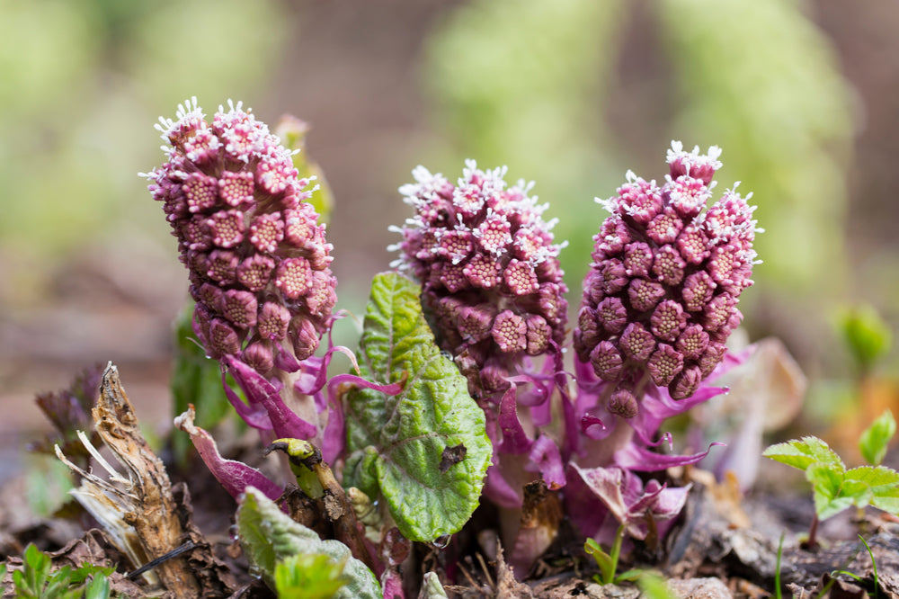 Petasites Hybridus - MP089A Packs