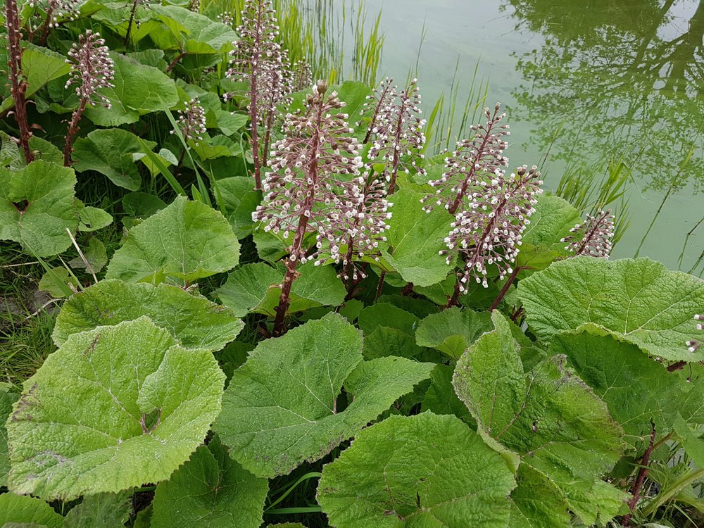 Petasites Hybridus - MP089A Packs