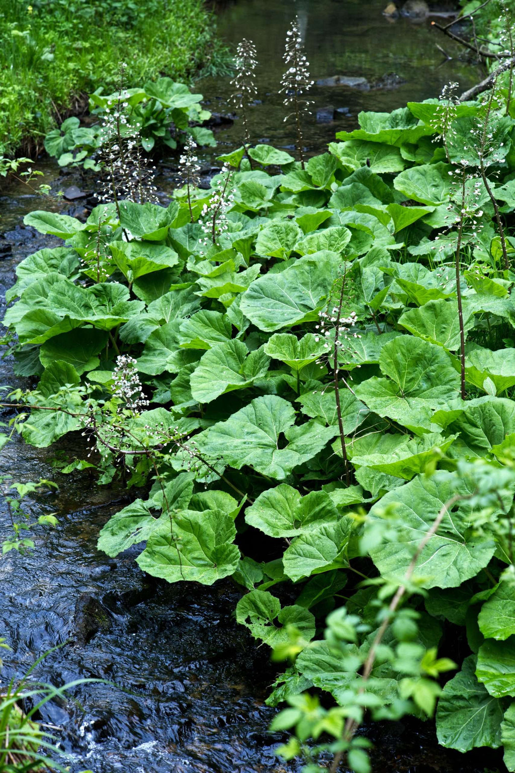 Petasites albus - Marginal Pond Plants - MP089