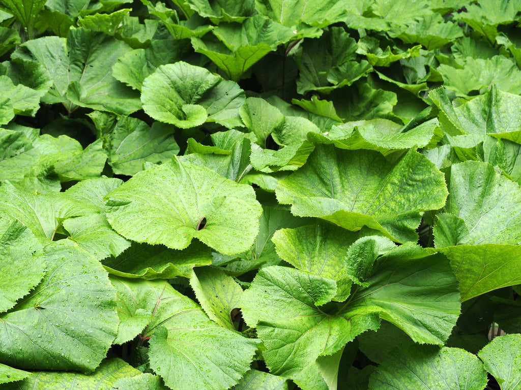 Petasites Japonicus Giganteus - MP089B Packs