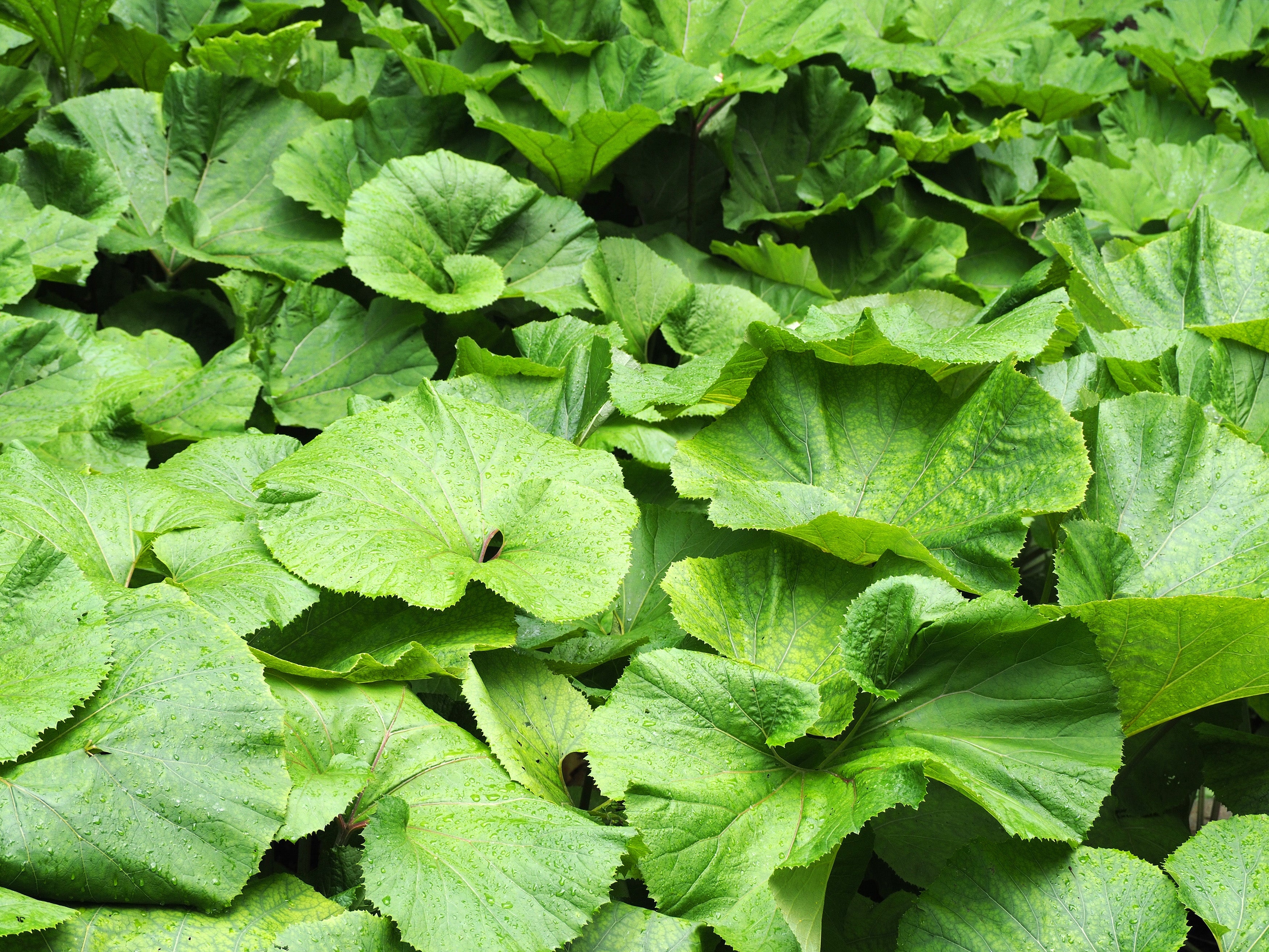 Petasites Japonicus Giganteus - MP089B Packs