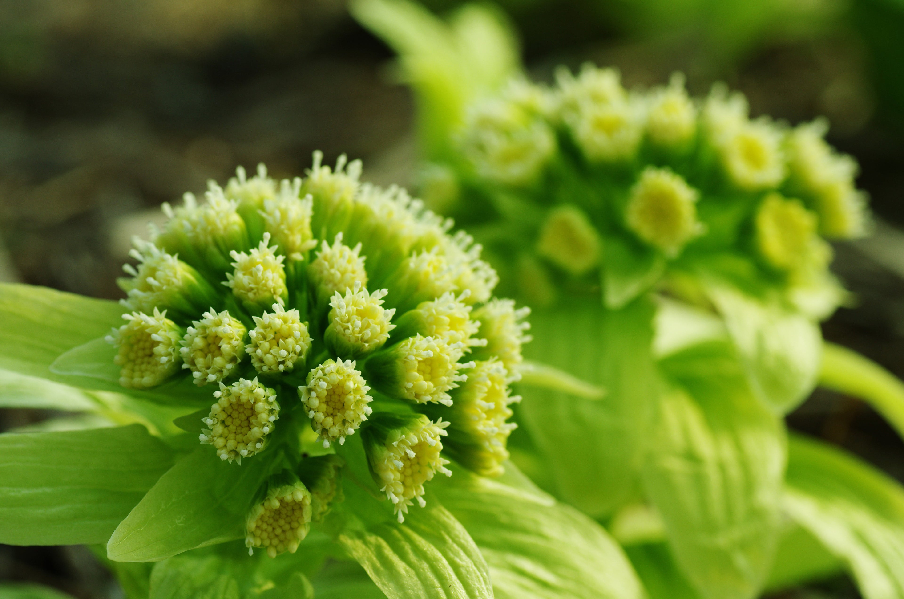 Petasites Japonicus Varigated - MP089C Packs