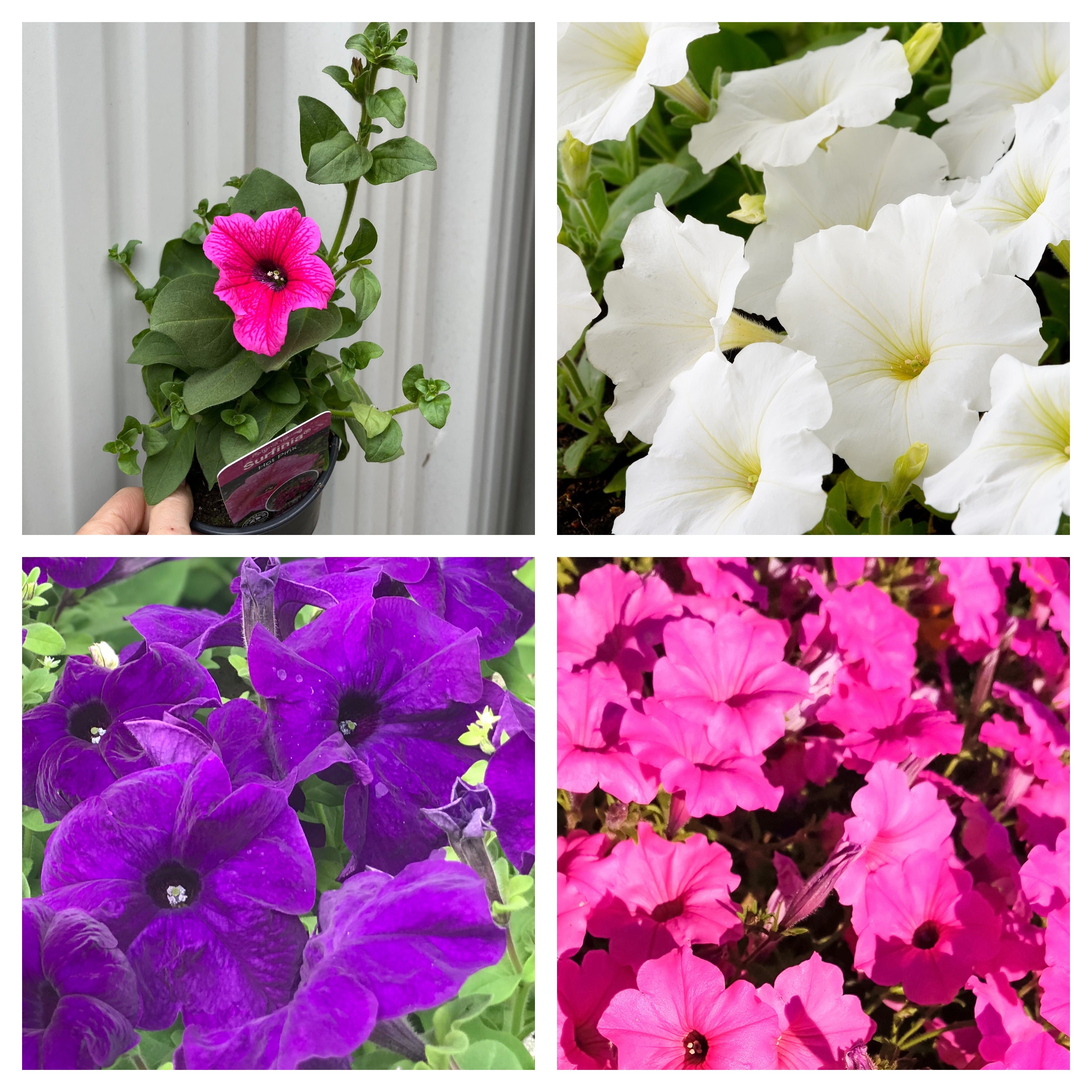 3 x Trailing Petunias (3 x 9cm Pots)