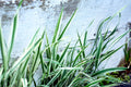 Phalaris arundinacea var picta (Gardener’s garters) - Marginal Pond Plants - BP093