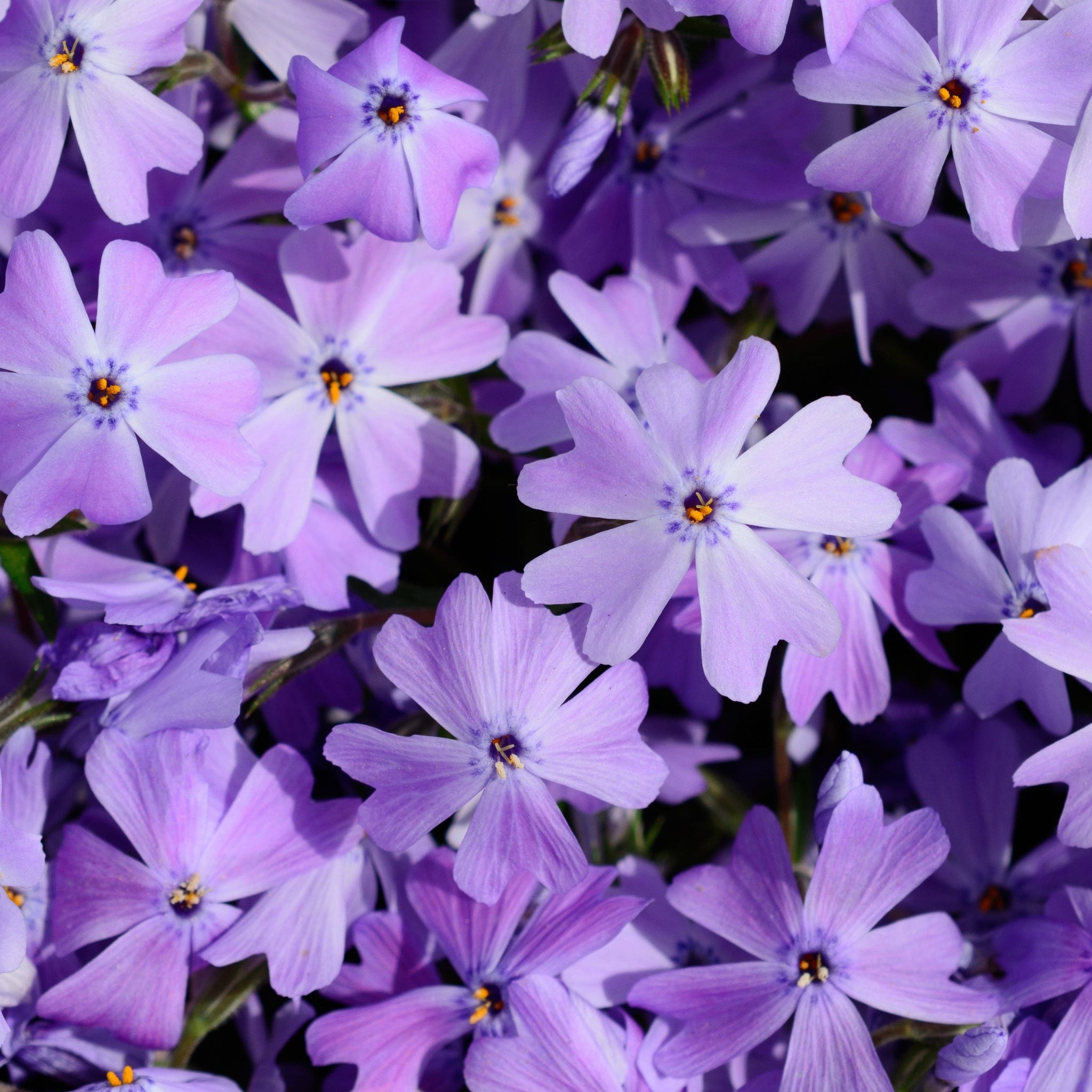 Phlox subulata 'Emerald Cushion Blue' 9cm Pot