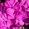 Phlox - PINK 1.5L