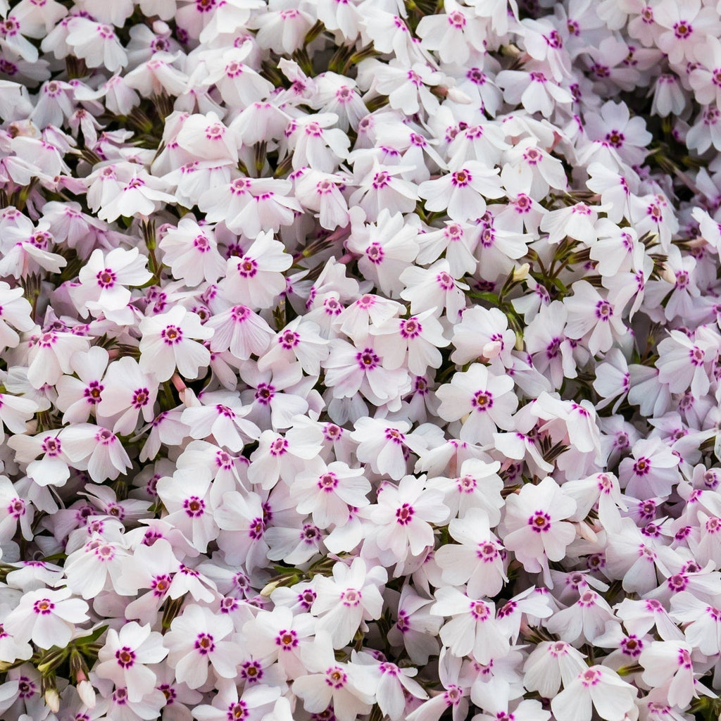Phlox Fashionably Early Lavender Ice (Dwarf) 2L