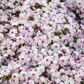 Phlox Fashionably Early Lavender Ice (Dwarf) 2L