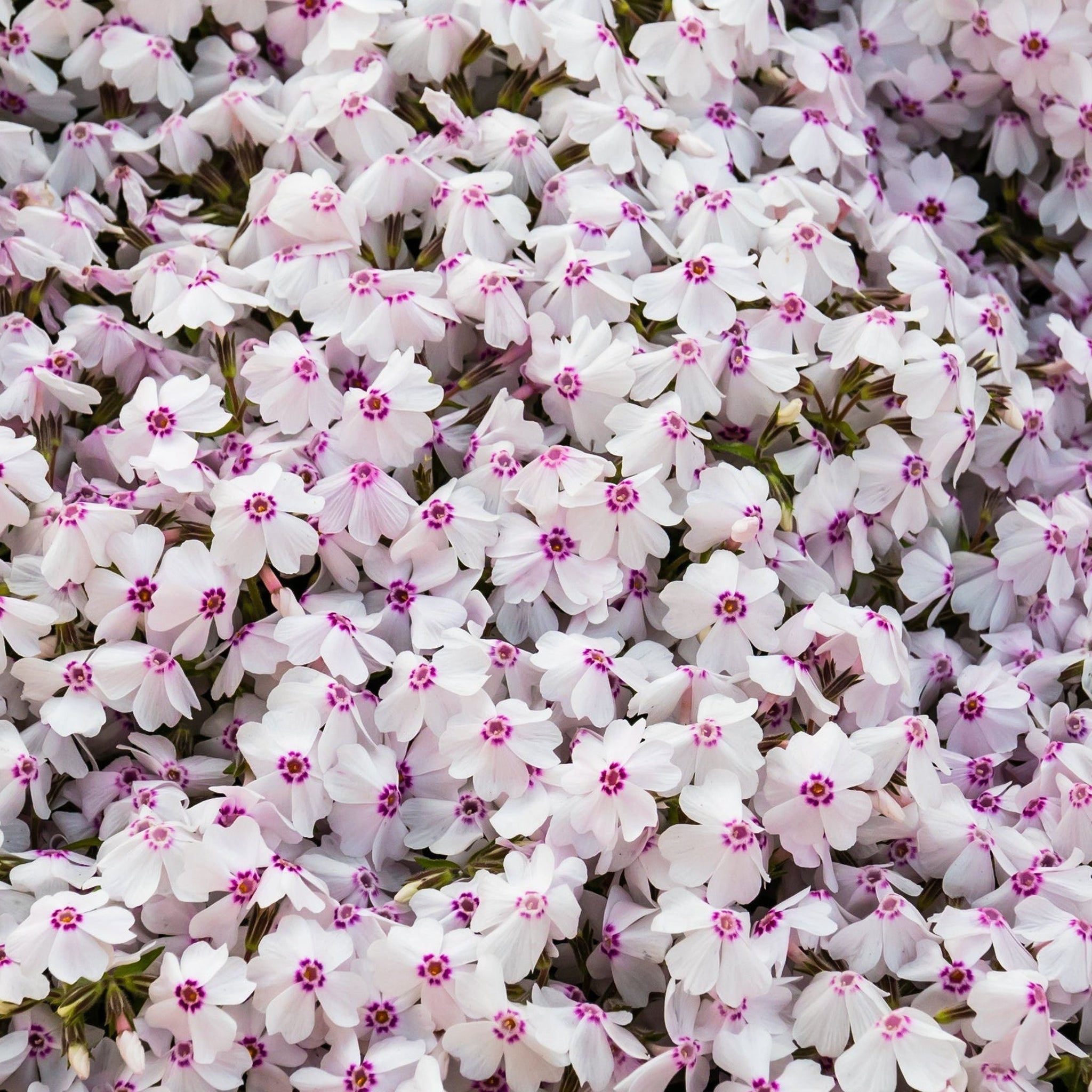 Phlox Fashionably Early Lavender Ice (Dwarf) 2L