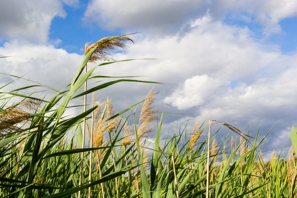 Phragmites australis (Norfolk reed) - MP091 Packs