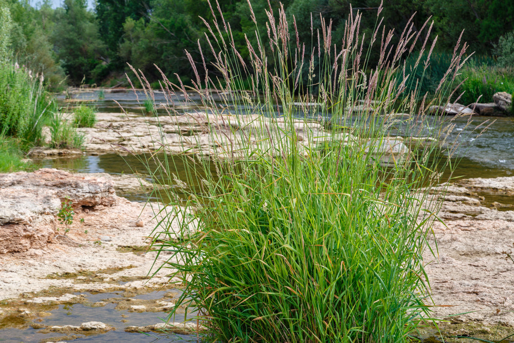 Phragmites australis (Norfolk reed) - MP091 Packs