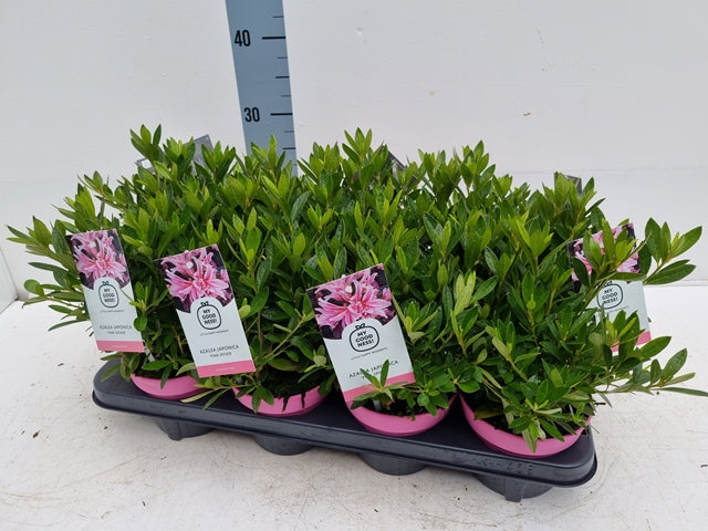 Azalea 'Pink Spider' 1.5L
