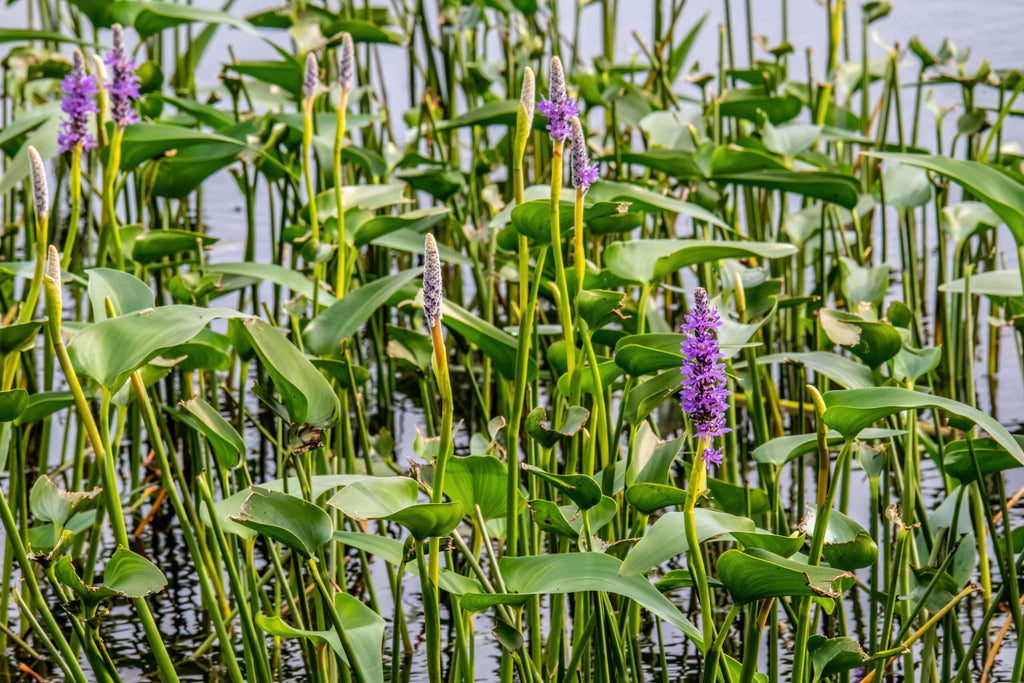 Pontederia cordata ‘Pink’ - Marginal Pond Plants - MP094