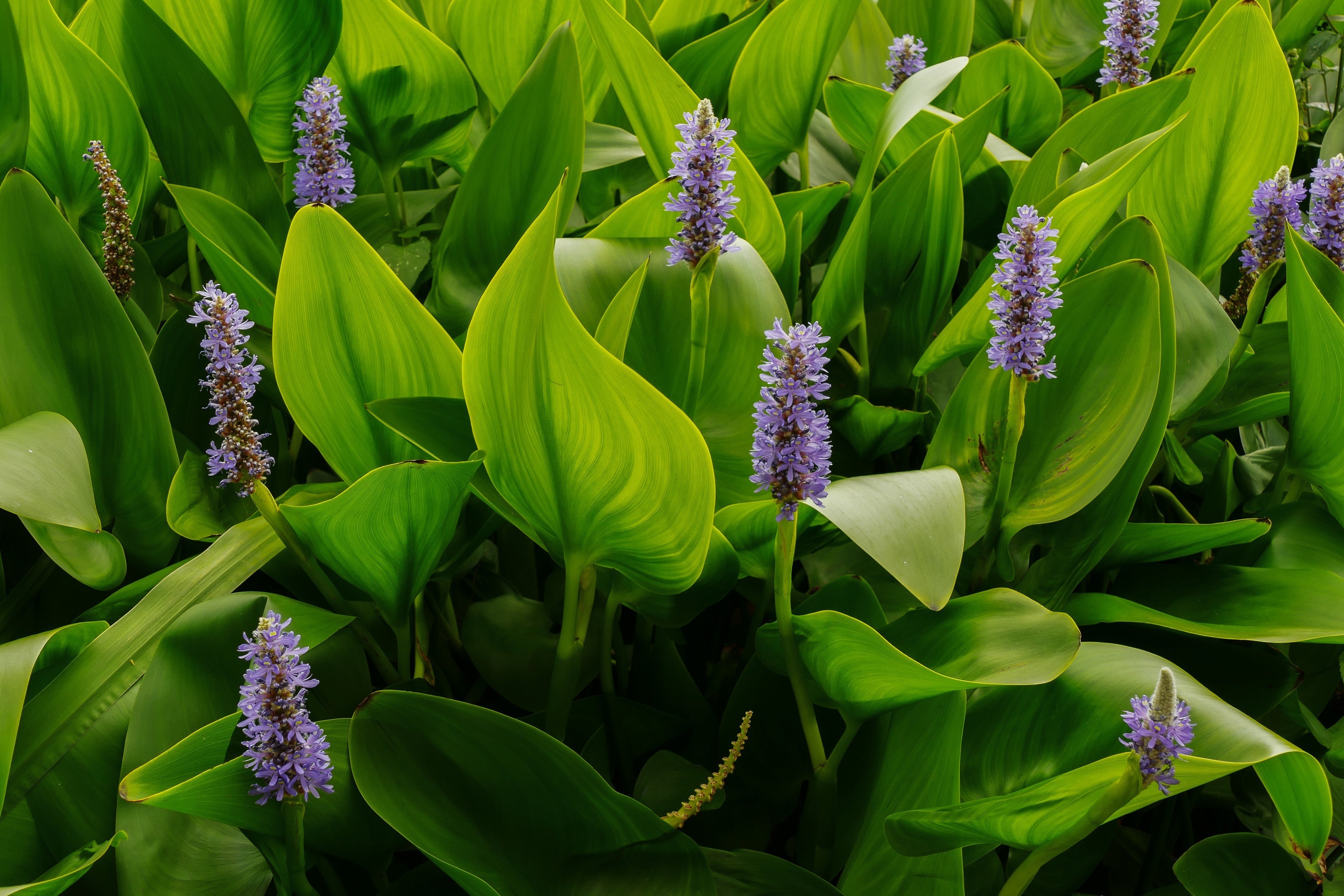 Pontederia cordata (Pickerel weed) - MP092 Packs