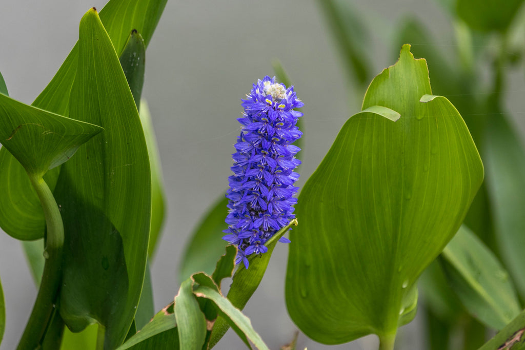 Pontederia cordata (Pickerel weed) - MP092 Packs