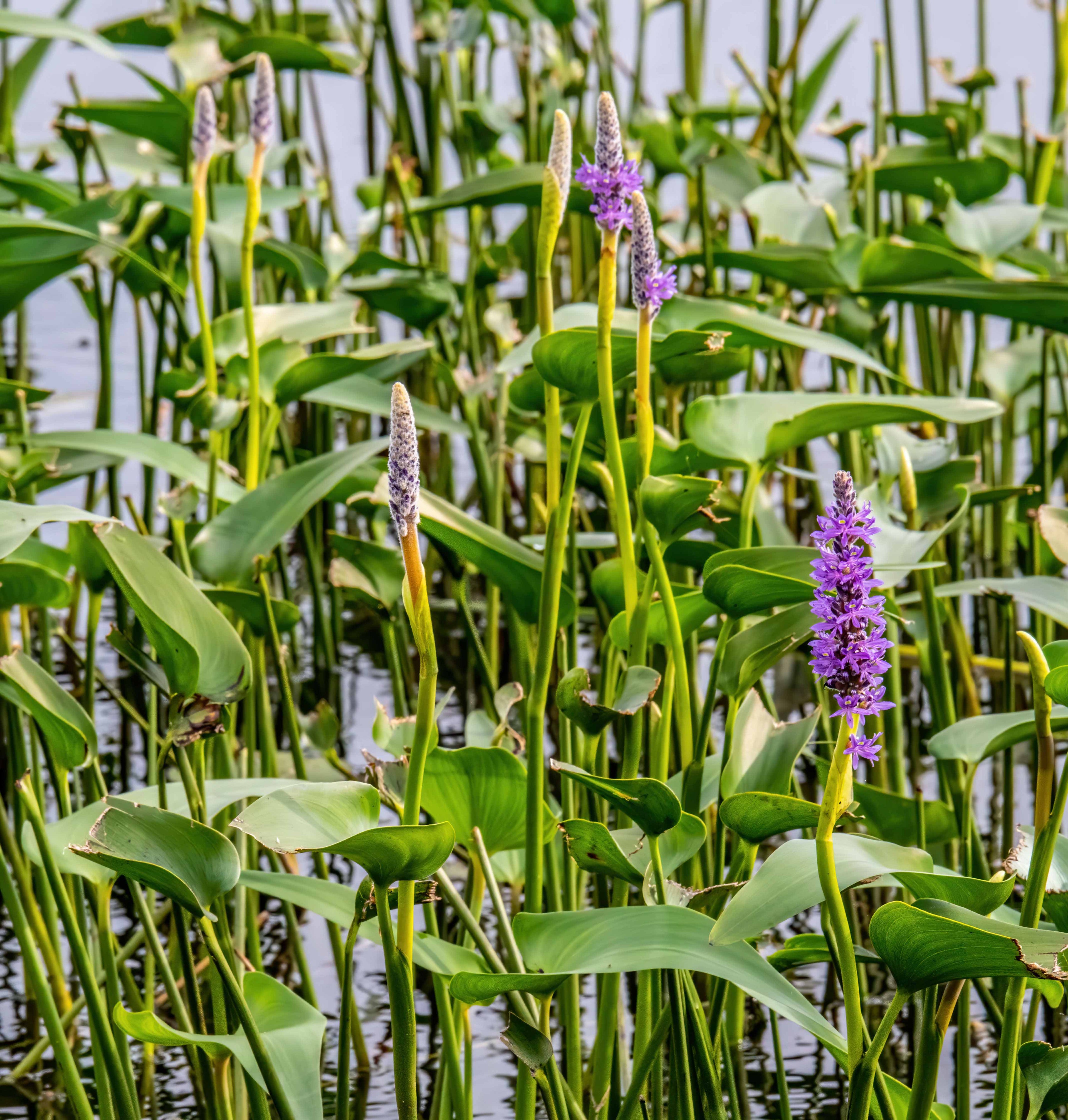 Pontederia cordata ‘Pink’ - MP094 Packs
