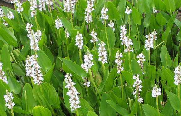Pontederia cordata ‘Alba’ (White pickerel weed) - MP093 Packs