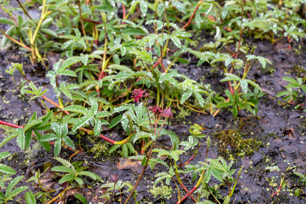 Potentilla palustris (Marsh cinquefoil) - Marginal Pond Plants - MP096