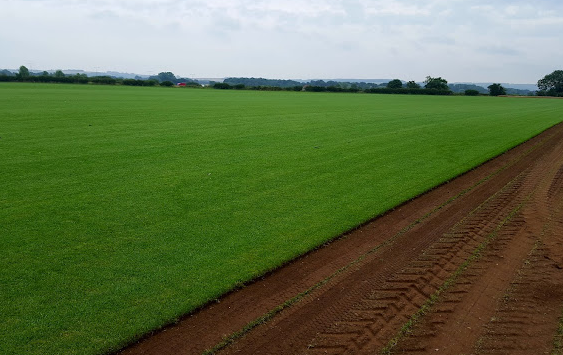 Premier Lawn Turf *Bulk Buy Saver* FREE Delivery