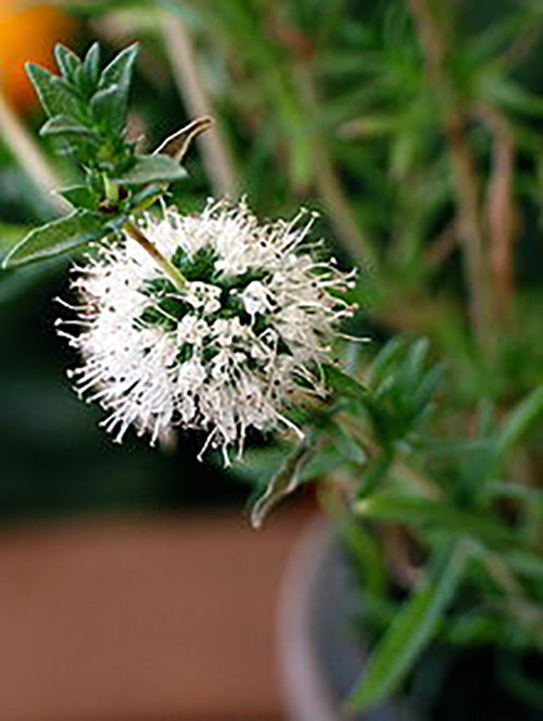 Preslia cervina (Mentha cervina) - MP097 Packs