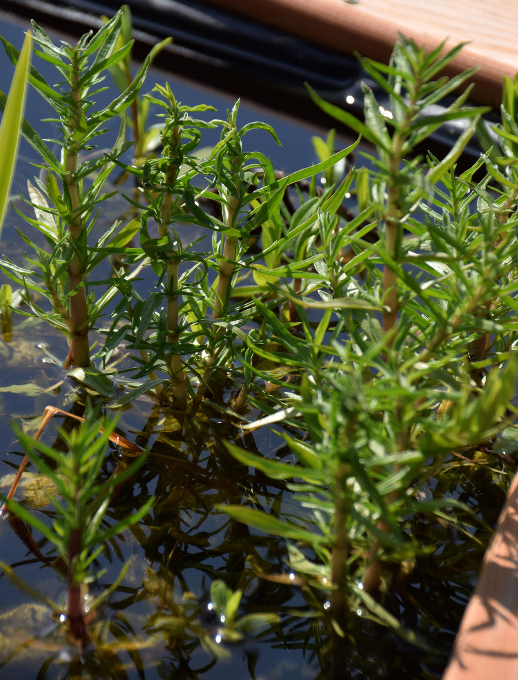Preslia cervina (Mentha cervina) - MP097 Packs