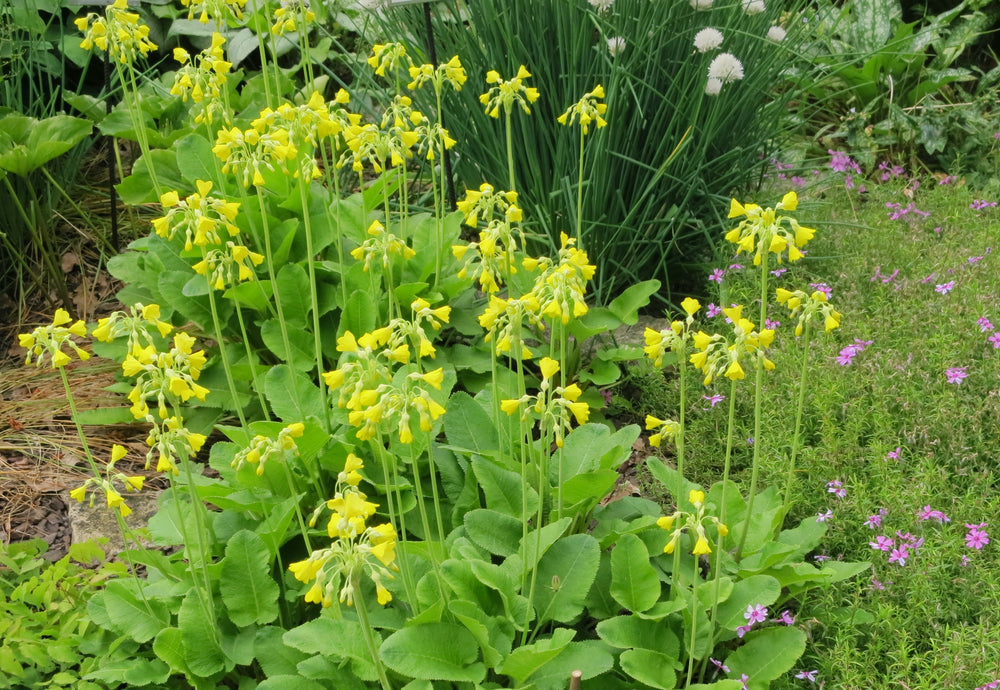 Primula florindae (Giant Cowslip) - BP097 Packs