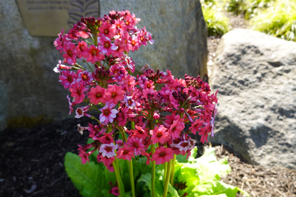 Primula Japonica - BP098 Packs