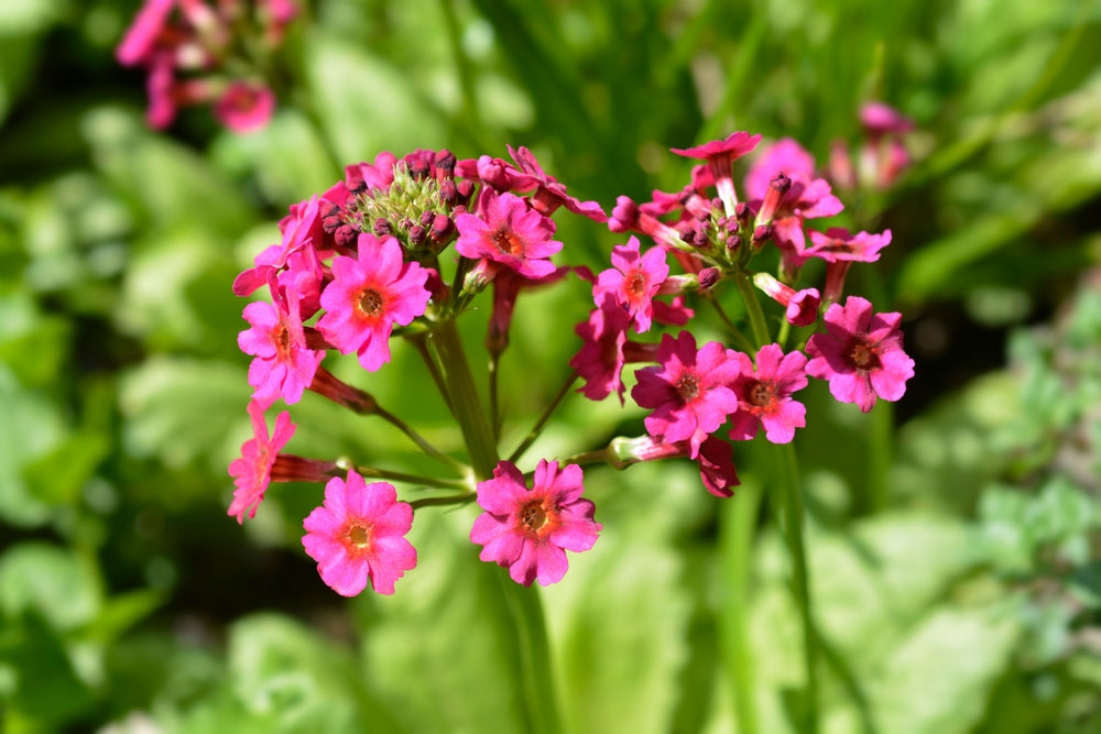Primula Japonica - BP098 Packs