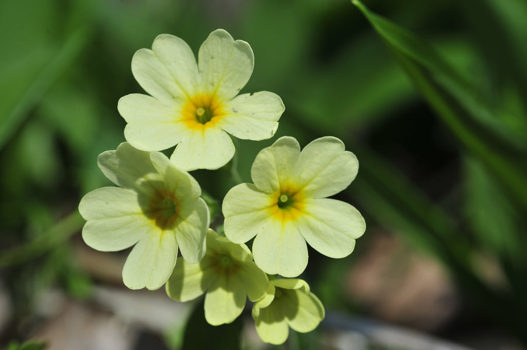 Primula Elatior Oxlip - BP096 Packs