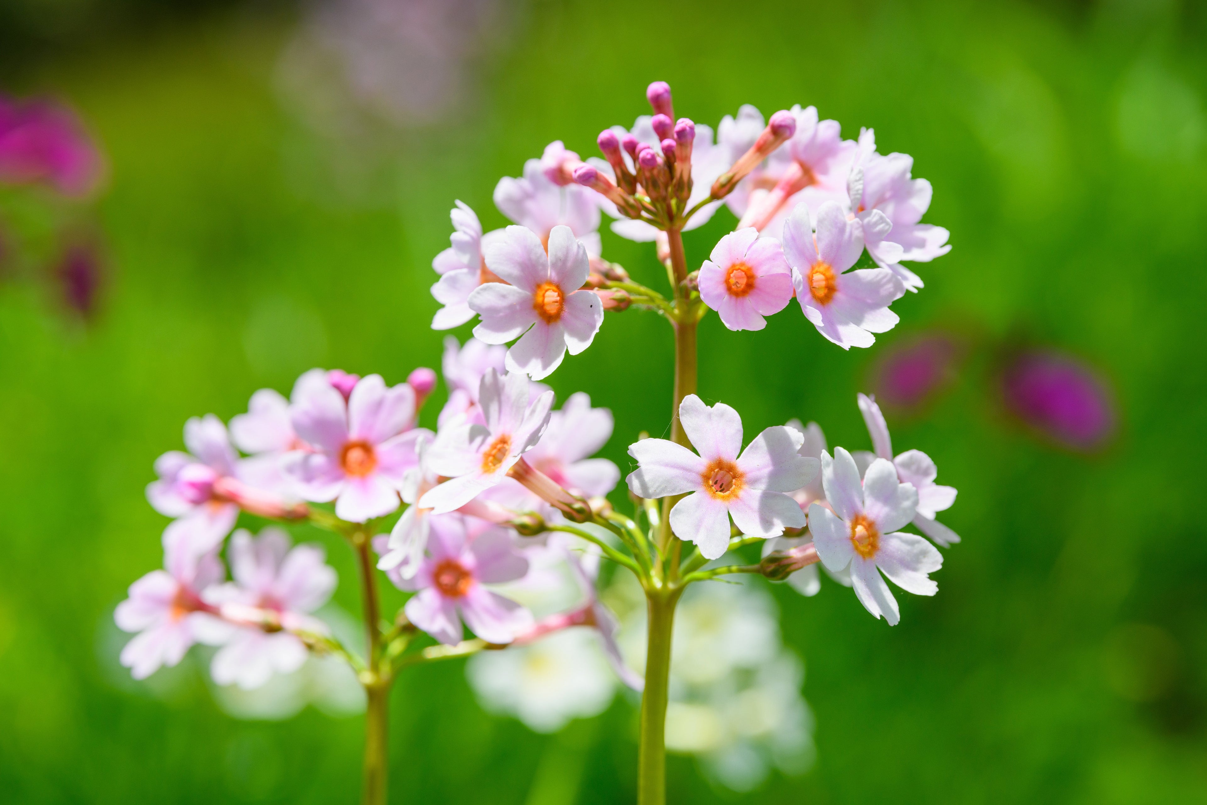 Primula Japonica Apple Blossom - BP098B Packs
