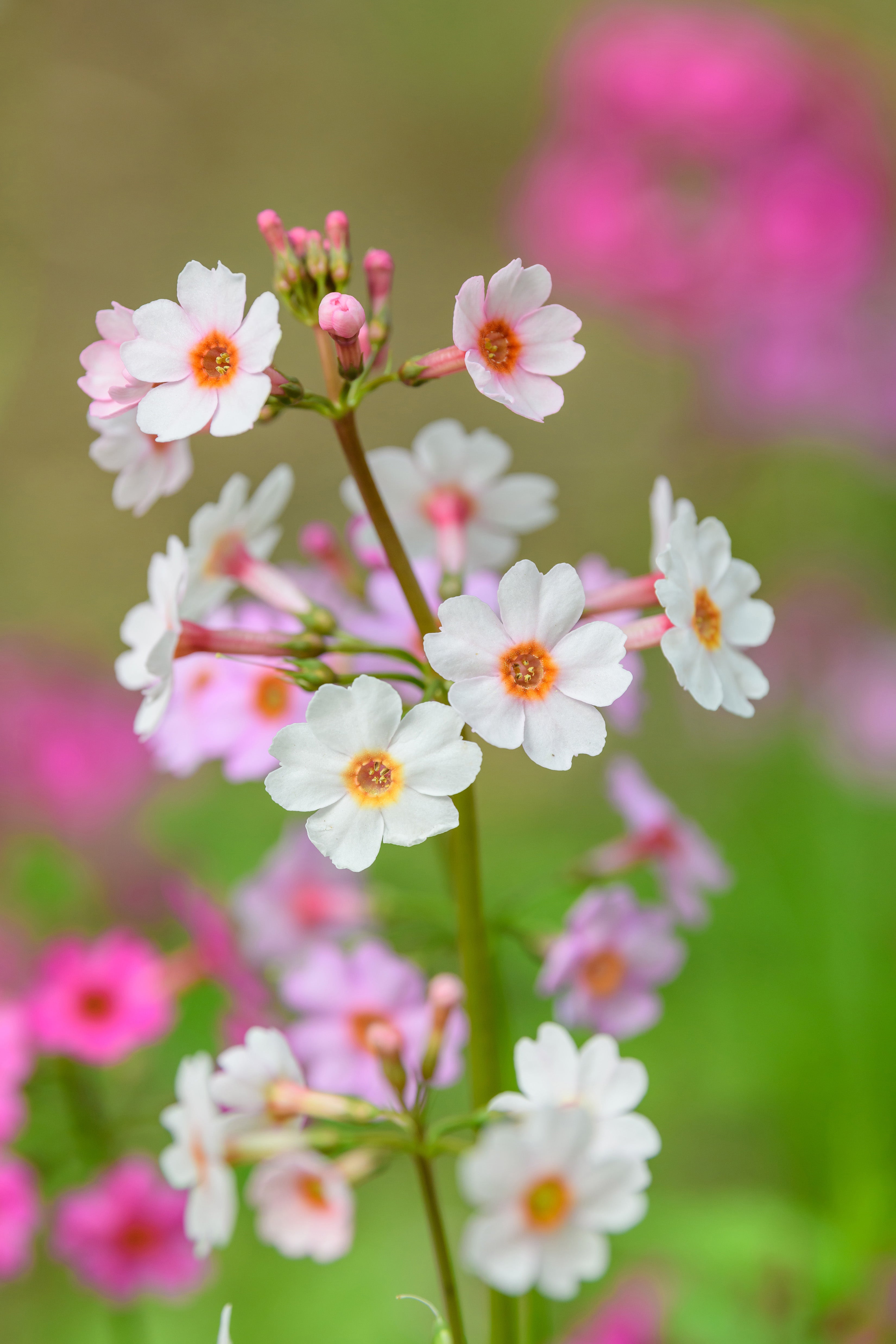 Primula Japonica Apple Blossom - Marginal Pond Plants - BP098B