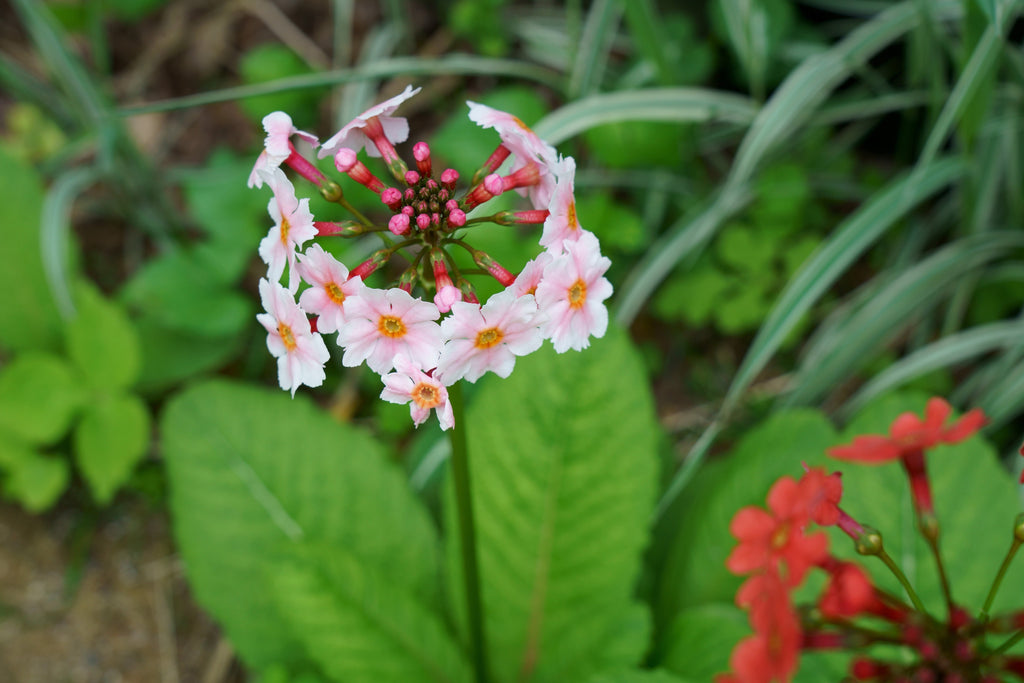 Primula Japonica Apple Blossom - BP098B Packs