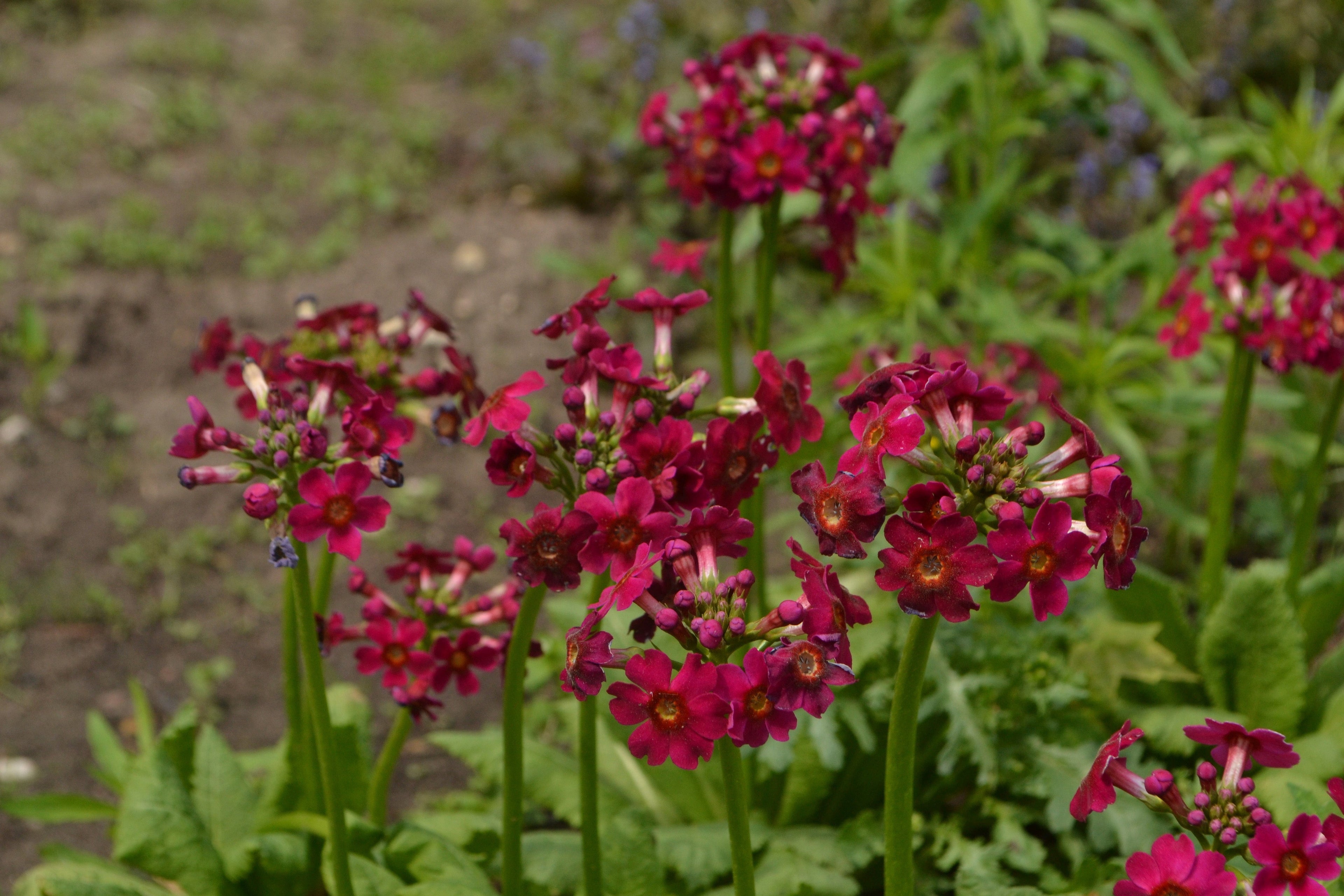 Primula Japonica Millers Crimson - Marginal Pond Plants - BP098A
