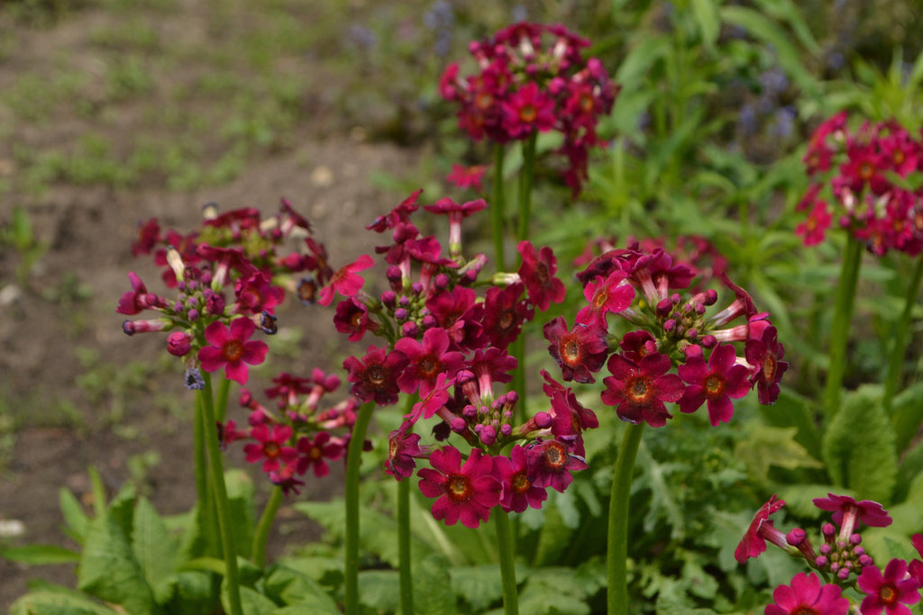 Primula Japonica Millers Crimson - BP098A Packs
