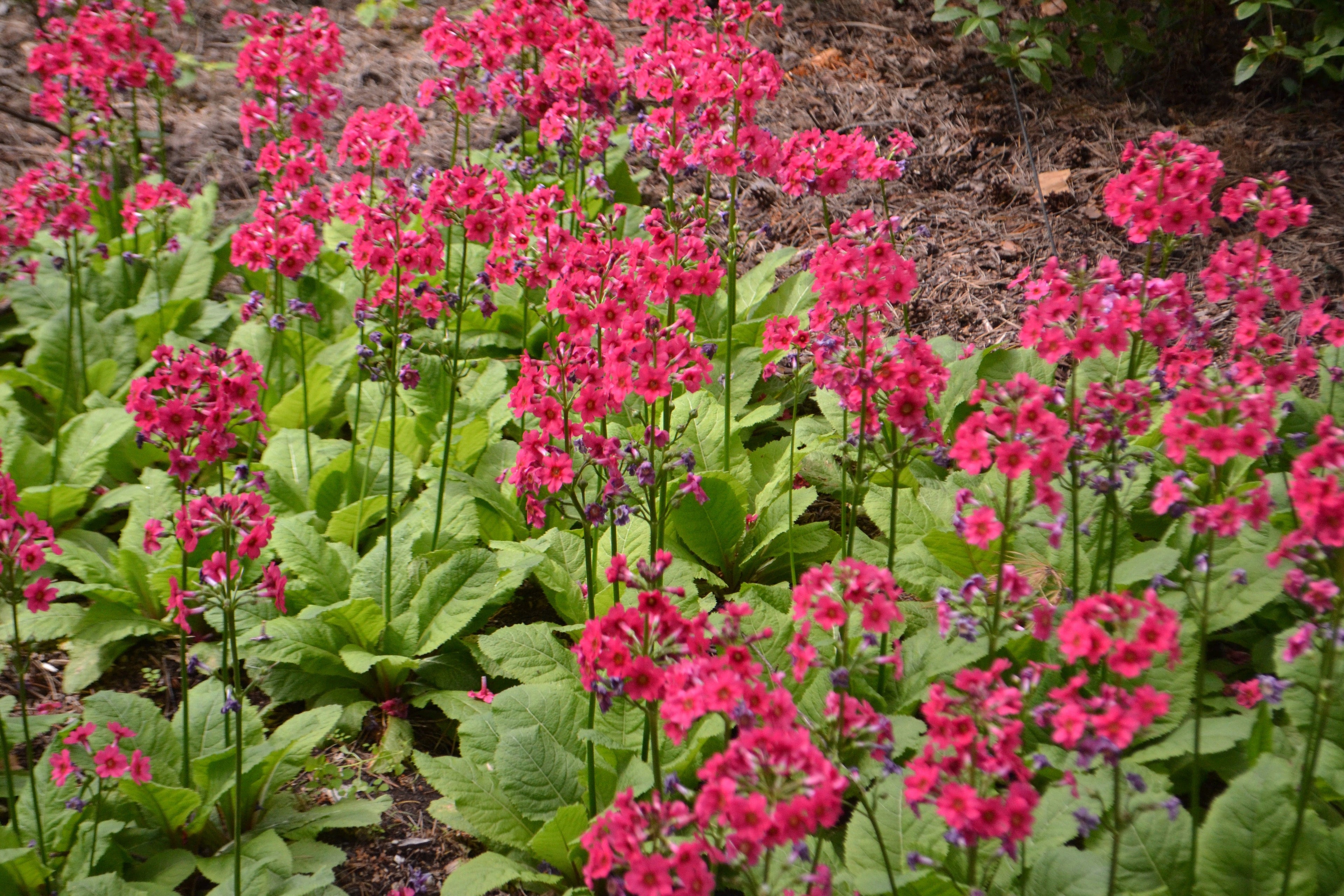Primula Japonica Millers Crimson - BP098A Packs