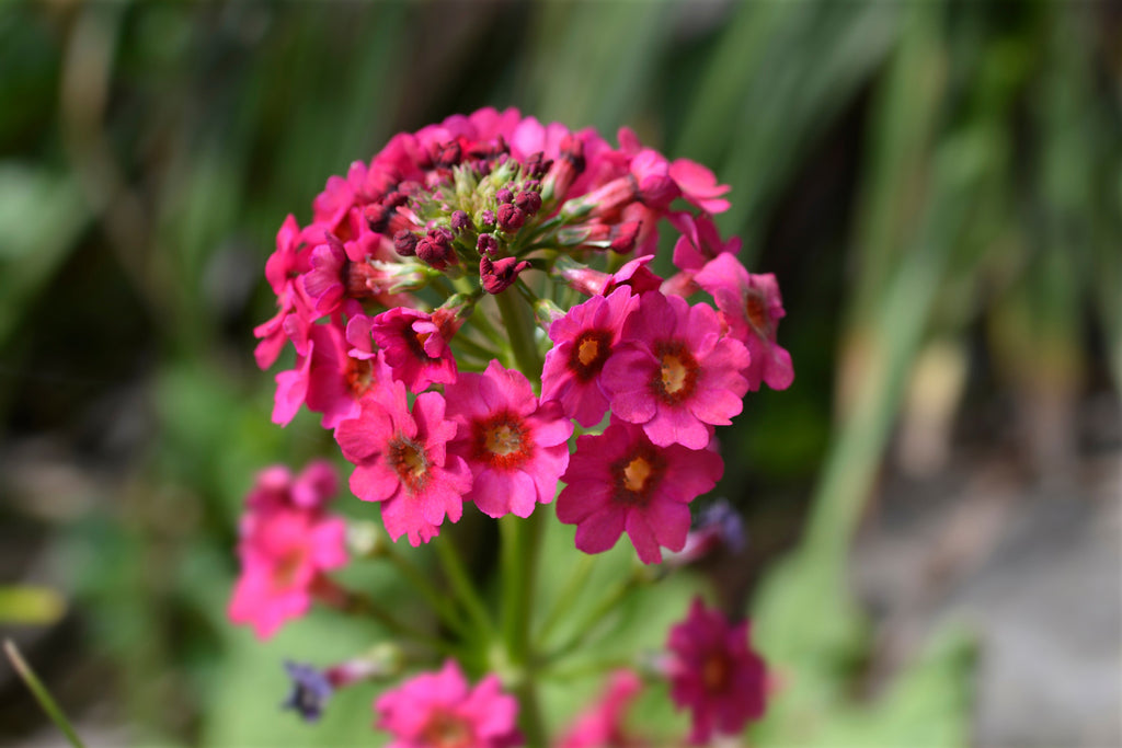 Primula Japonica Millers Crimson - BP098A Packs