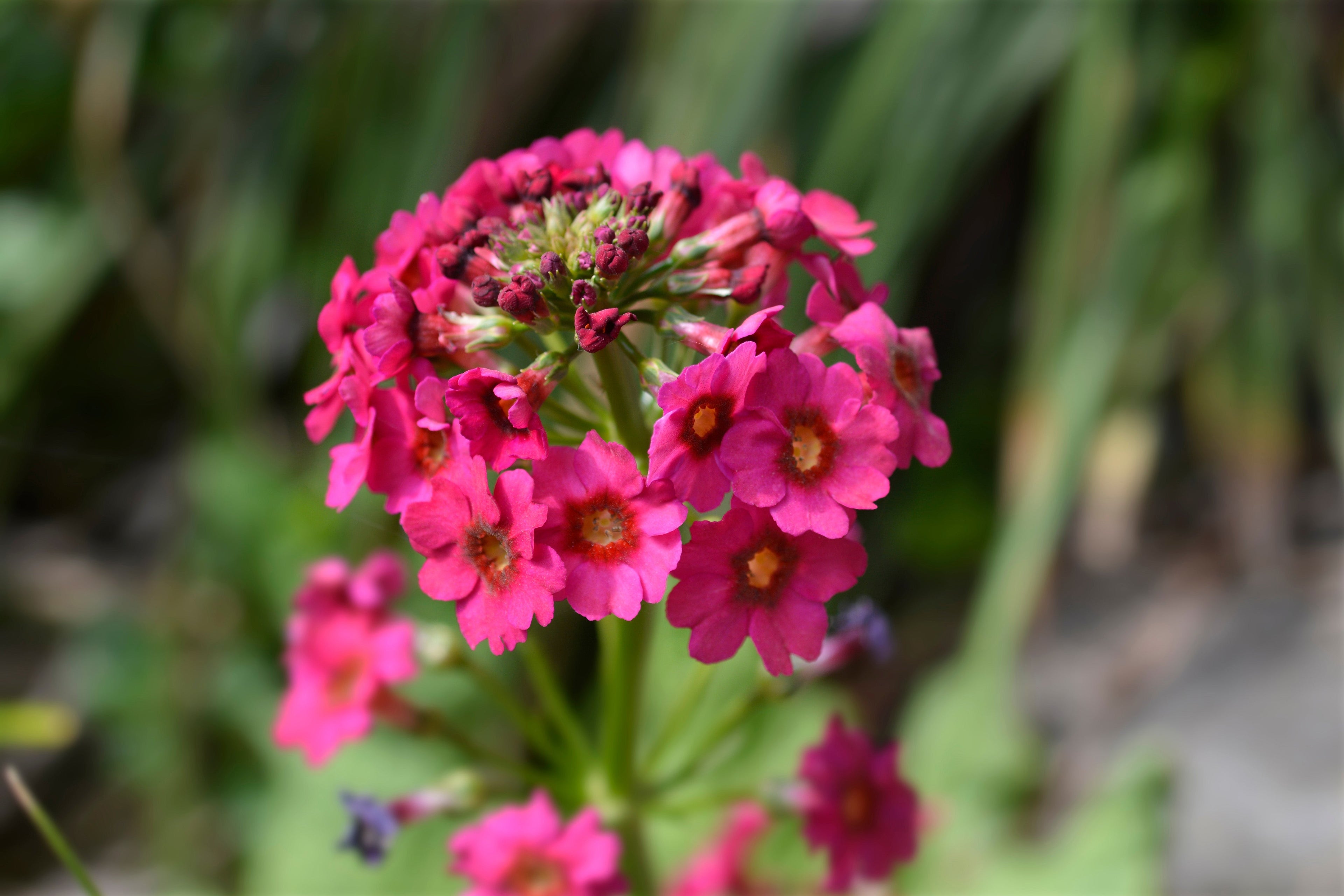 Primula Japonica Millers Crimson - BP098A Packs