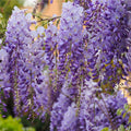 Wisteria sinensis 'Prolific' (Blue) 60cm