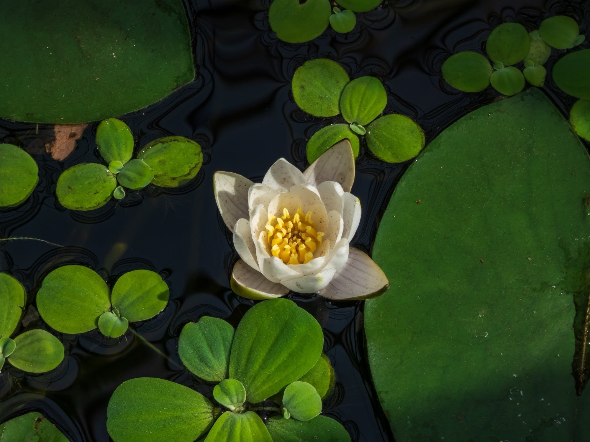 Pygmaea Alba (canina) water lily - pond plants - DW08
