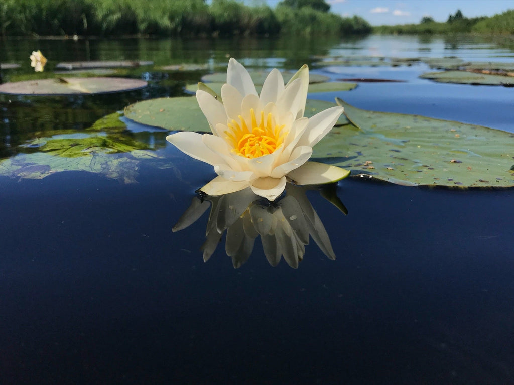 Pygmaea Helvola Water Lily - Pond Plants - DW09
