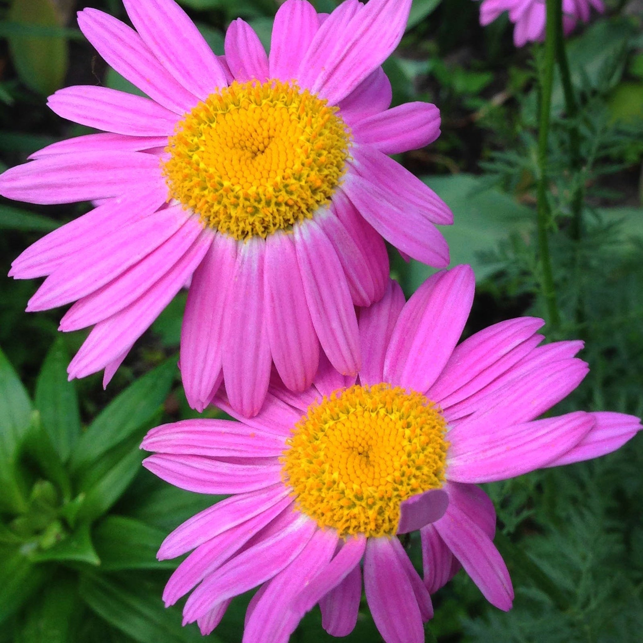 Tanacetum coccineum 'Robinson's Pink' 9cm