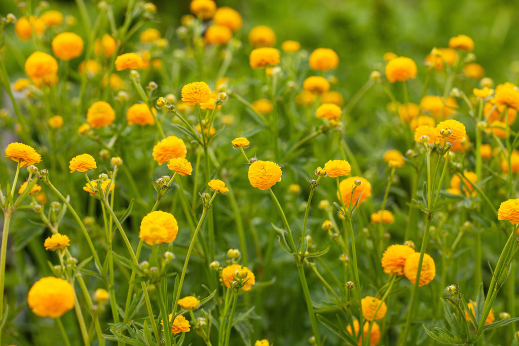Ranunculus Acris (batchelor buttons) - MP098 Packs