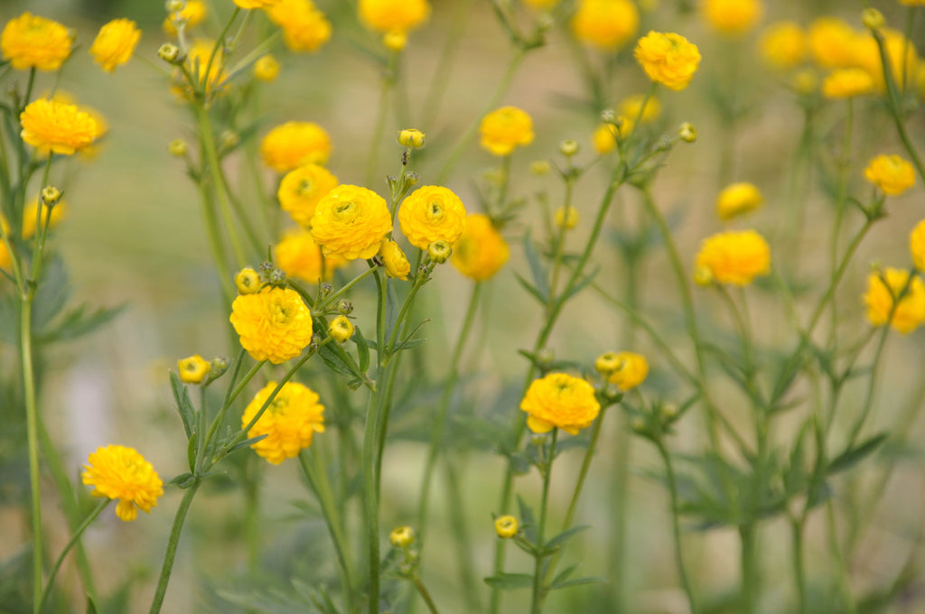 Ranunculus Acris (batchelor buttons) - MP098 Packs