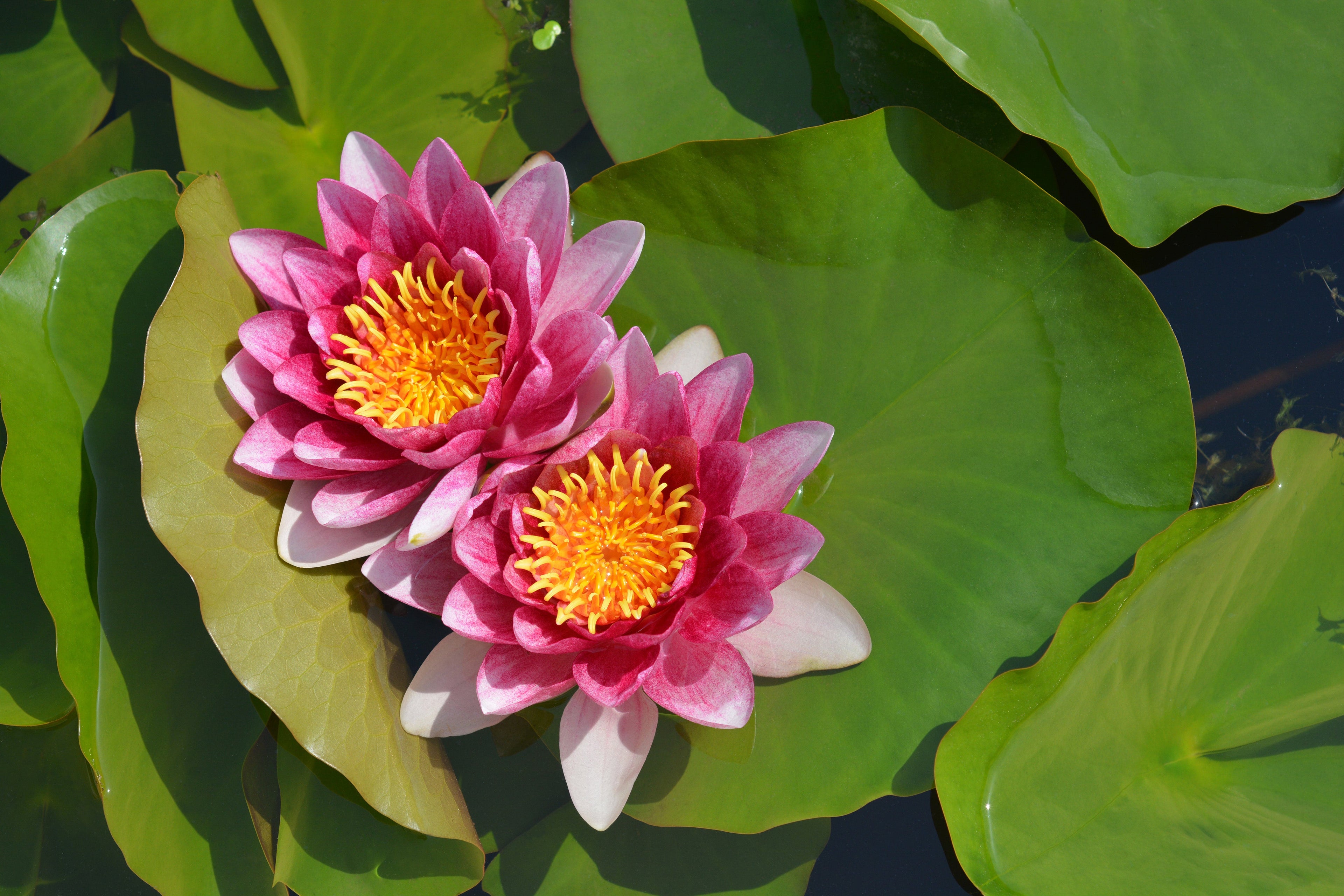 Rene Gerard water lily - pond plants - LW21