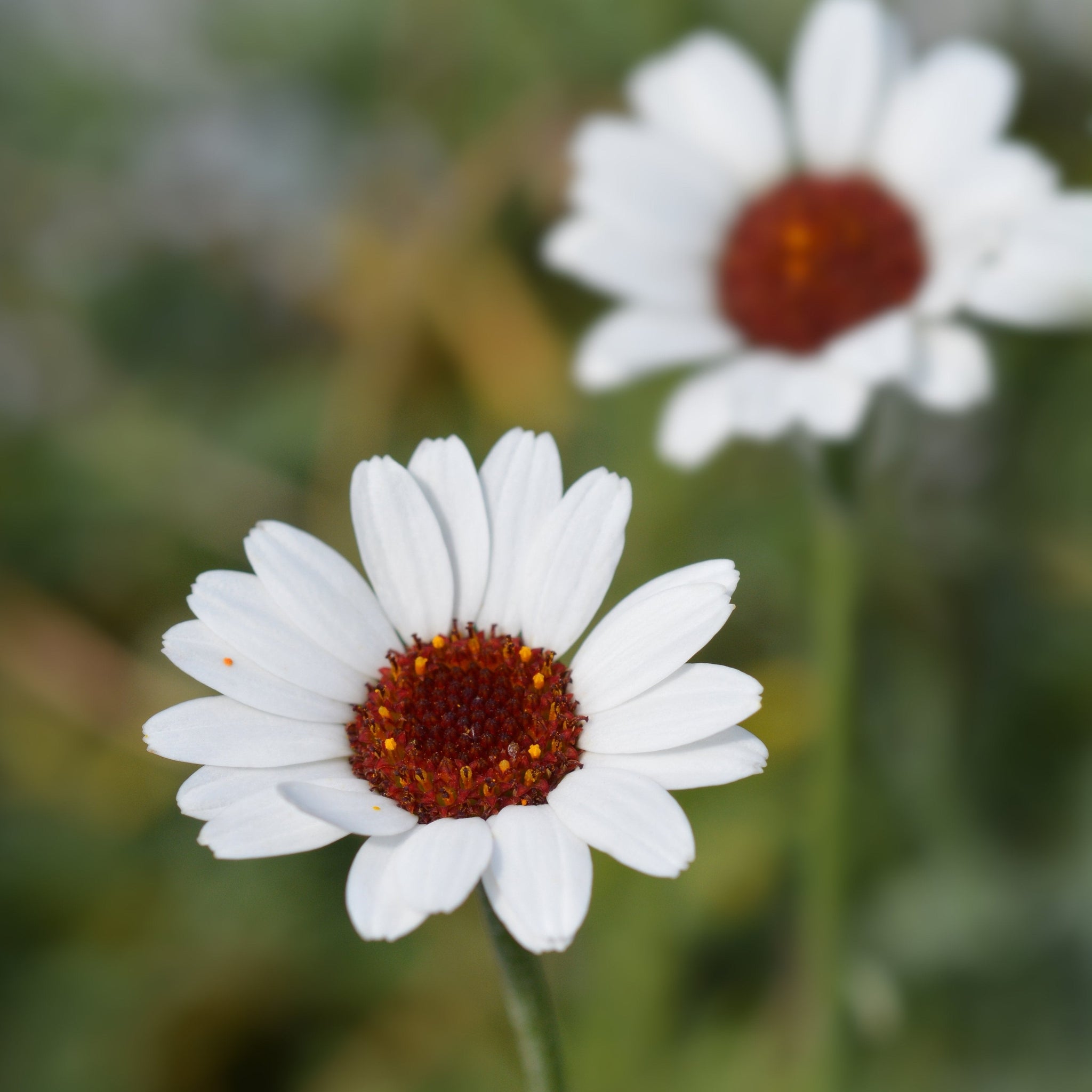 Rhodanthemum Marakesh 9cm