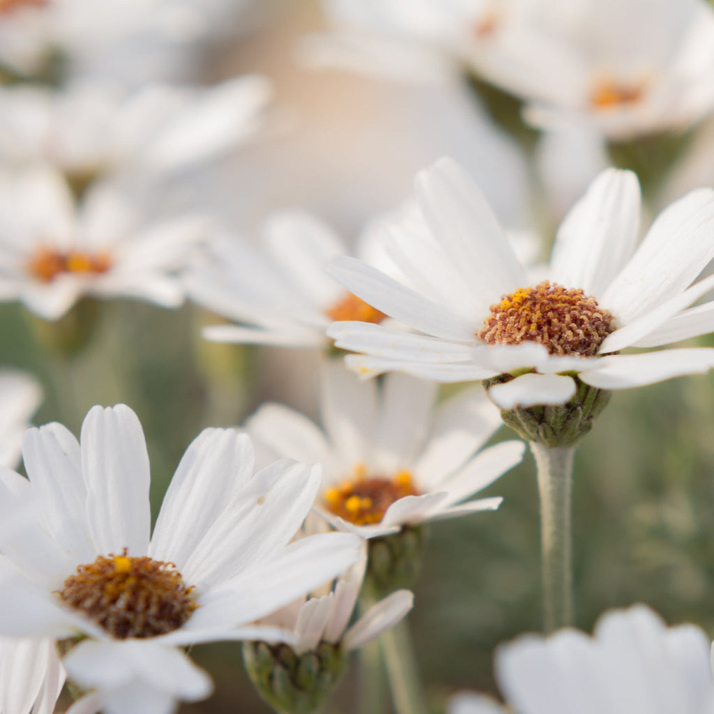 Rhodanthemum ‘Casablanca’ 1.5L