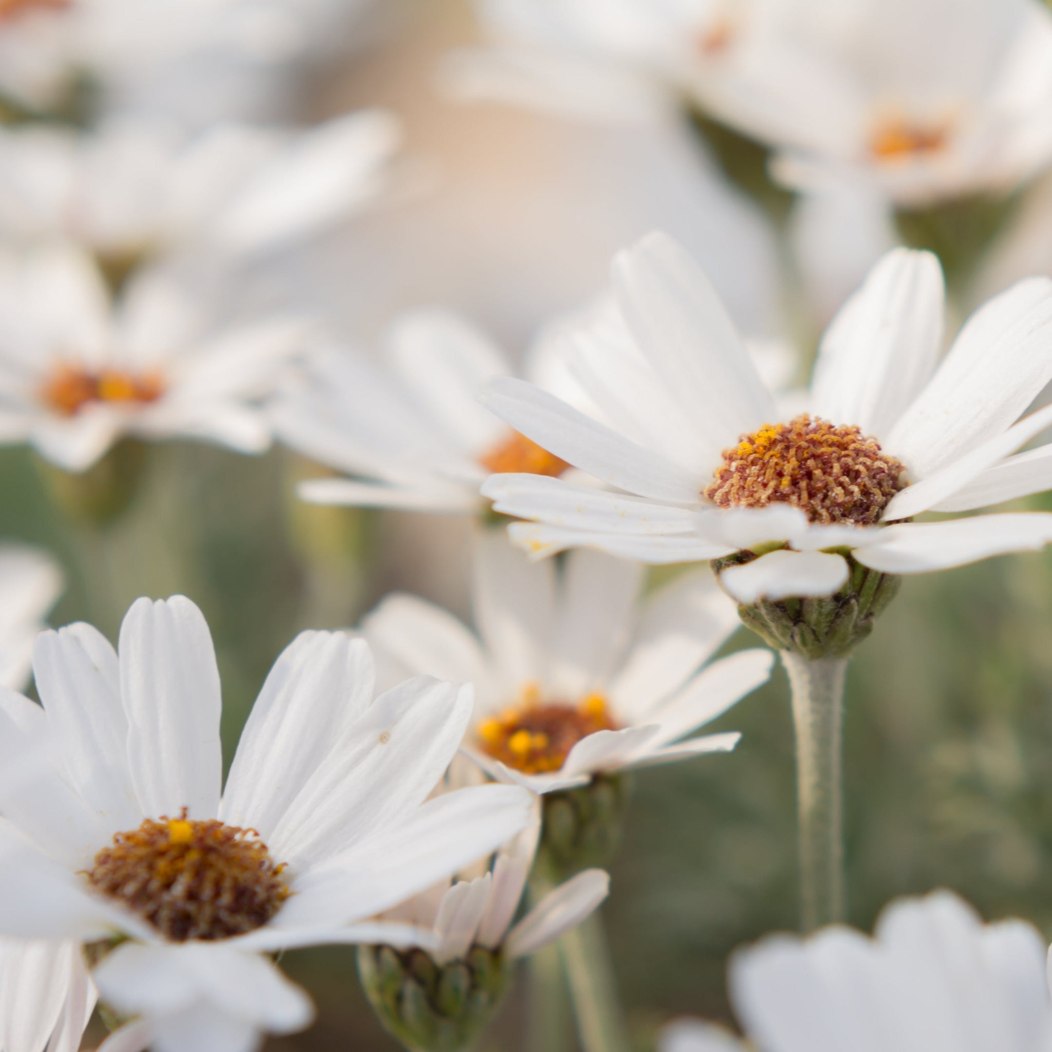 Rhodanthemum ‘Casablanca’ 1.5L