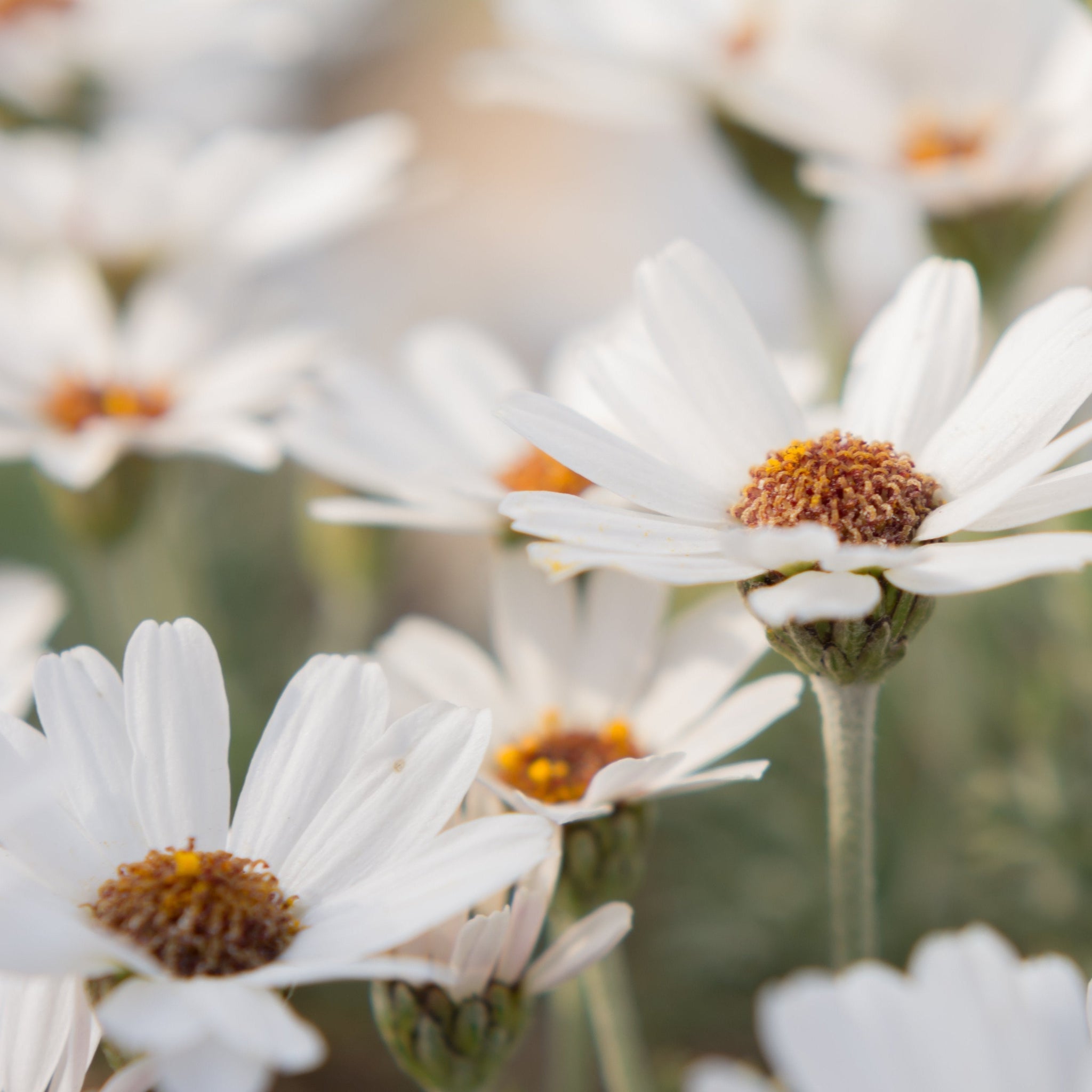 Rhodanthemum Marakesh 9cm