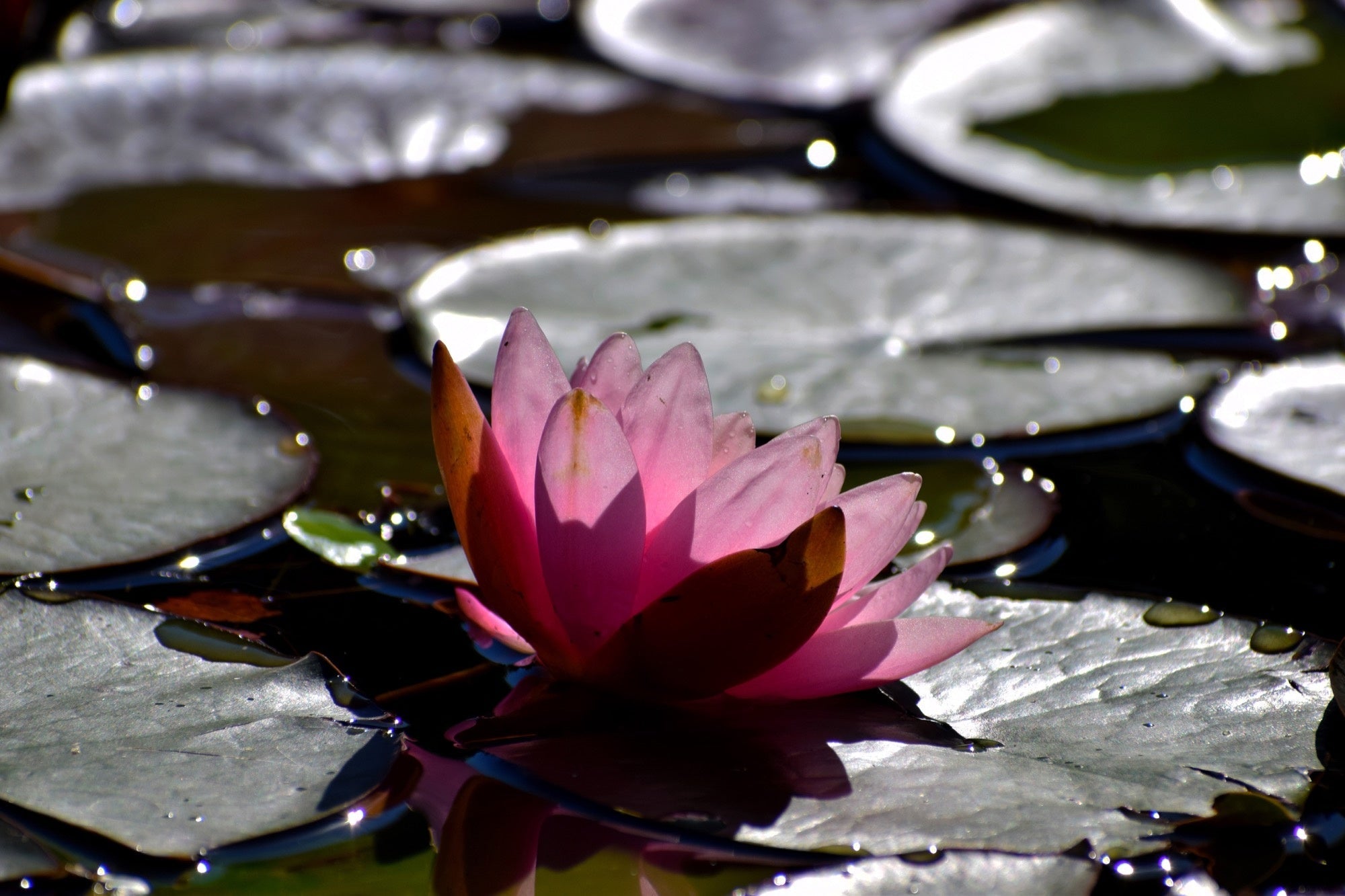Rosanna water lily - pond plants - MW23